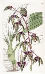 Catasetum deltoideum (als syn. Myanthus deltoideus)